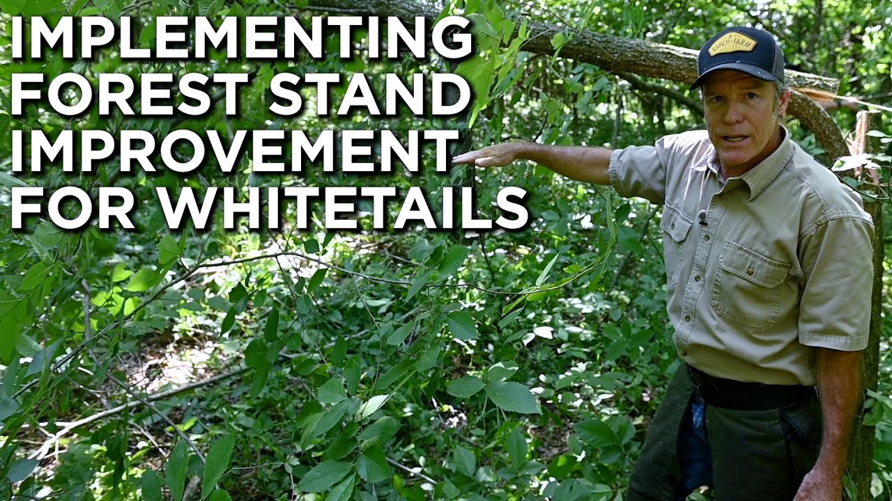 IMPLEMENTING Forest Stand Improvement For Whitetails With Dr. Craig Harper