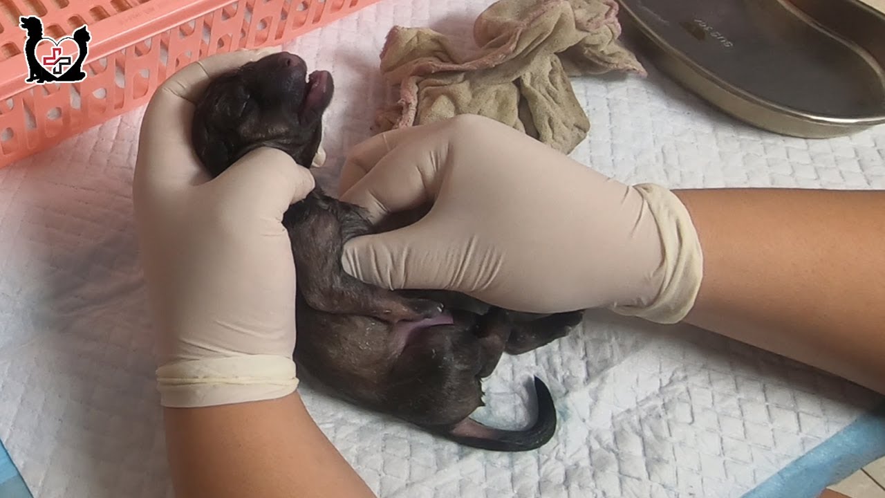 Vet Reviving a Dying newborn Puppy by using CPR - This is a truly hero