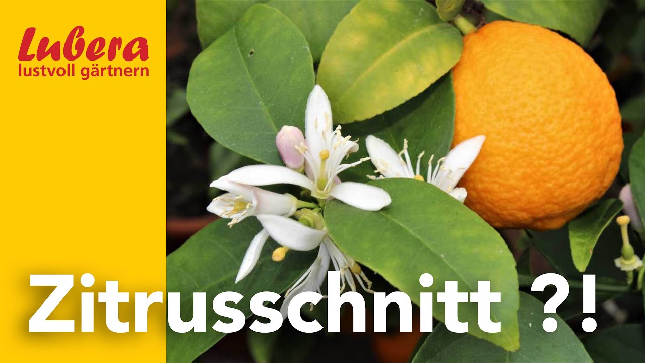 Zitrusschnitt: Wann und wie muss ich Zitrusgehölze schneiden?