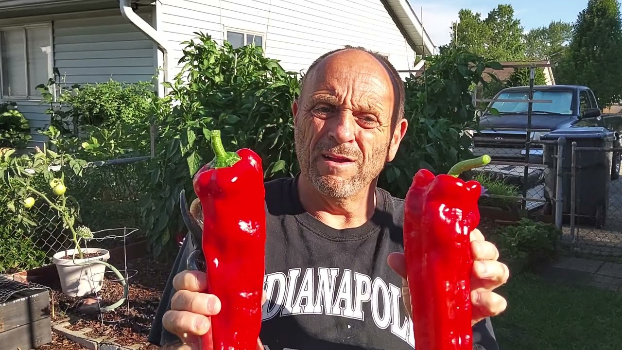 Harvesting Giant Marconi Peppers: A Bountiful August Harvest!