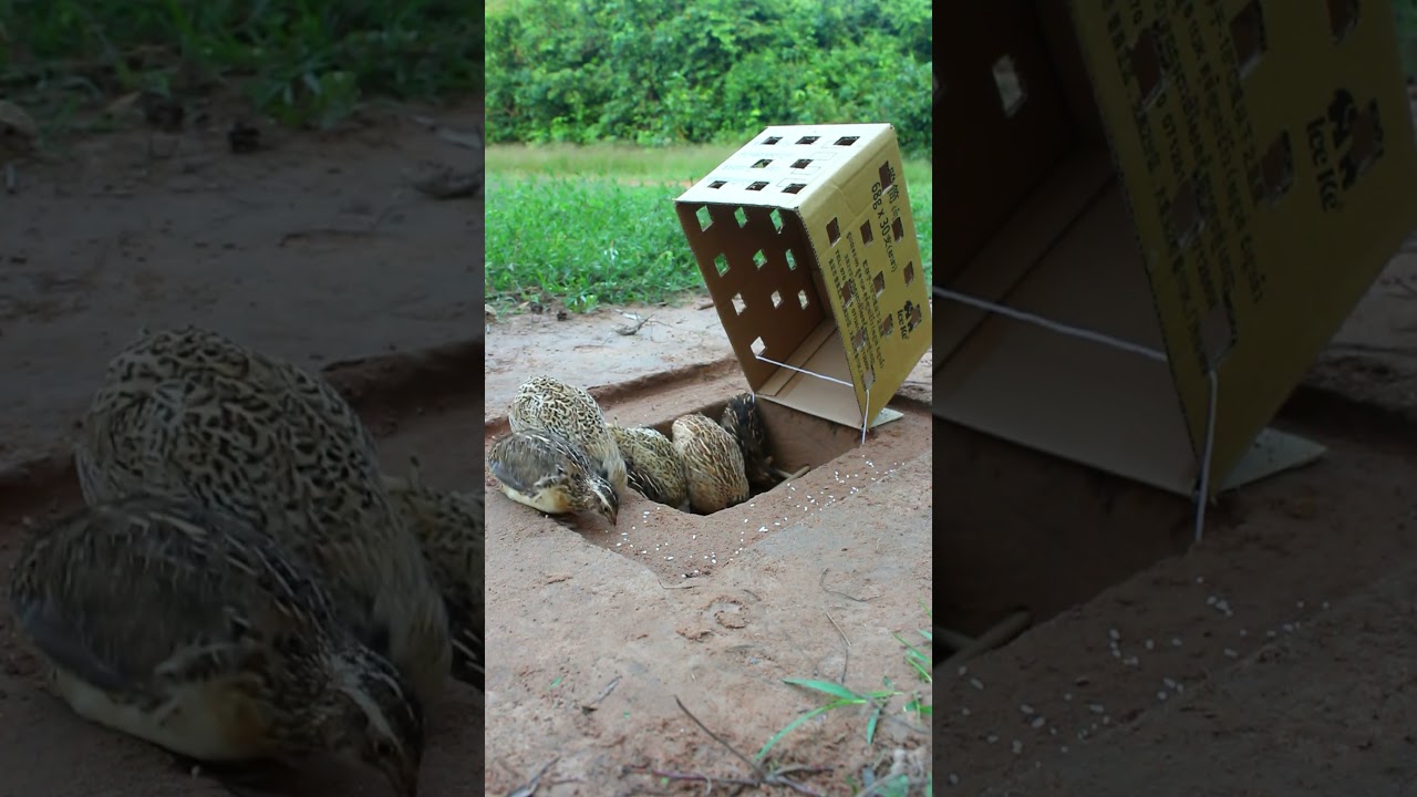 Unbelievable Bird Trap ! Method Unique Quail  Trap #shorts #create #traps