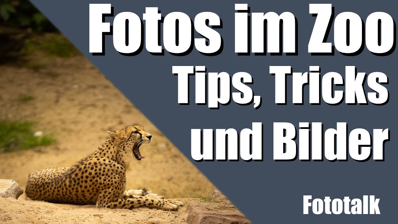 Tips für Fotos im Zoo