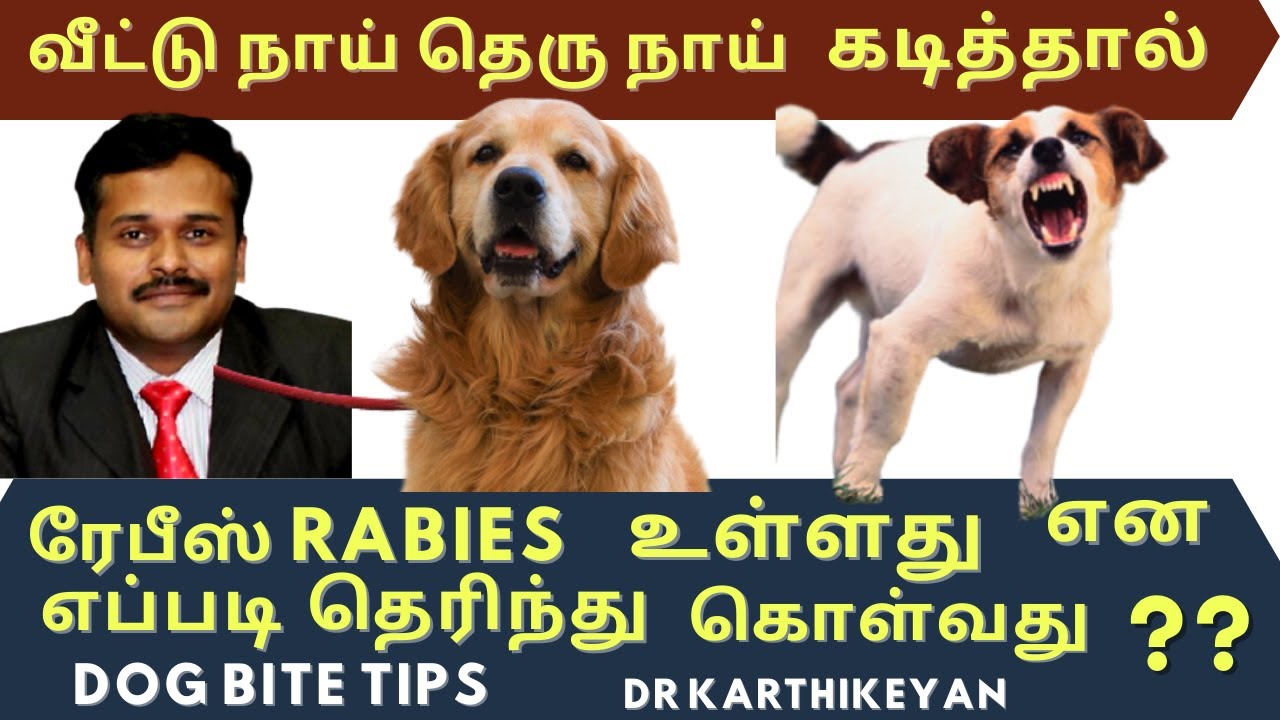 dog bite treatment in tamil | rabies in dogs | நாய் கடித்தால் என்ன செய்ய வேண்டும் | dr karthikeyan