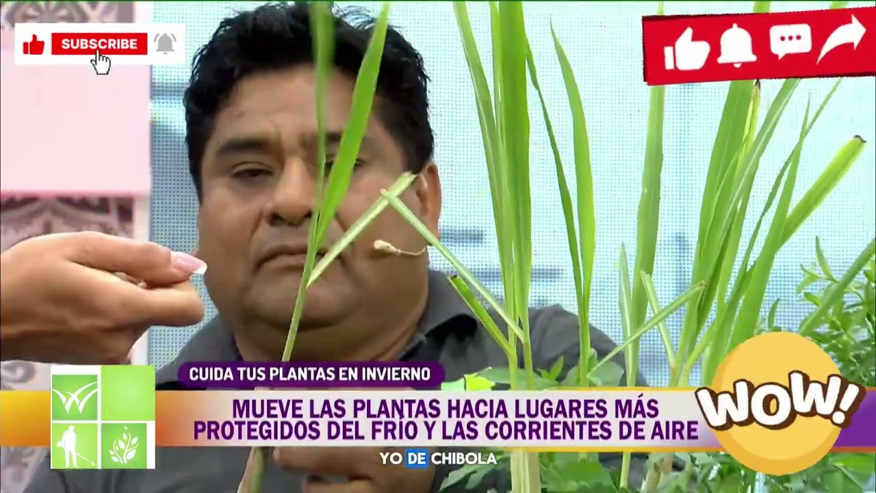 CULTIVO DE PLANTAS AROMATICAS EN INVIERNO