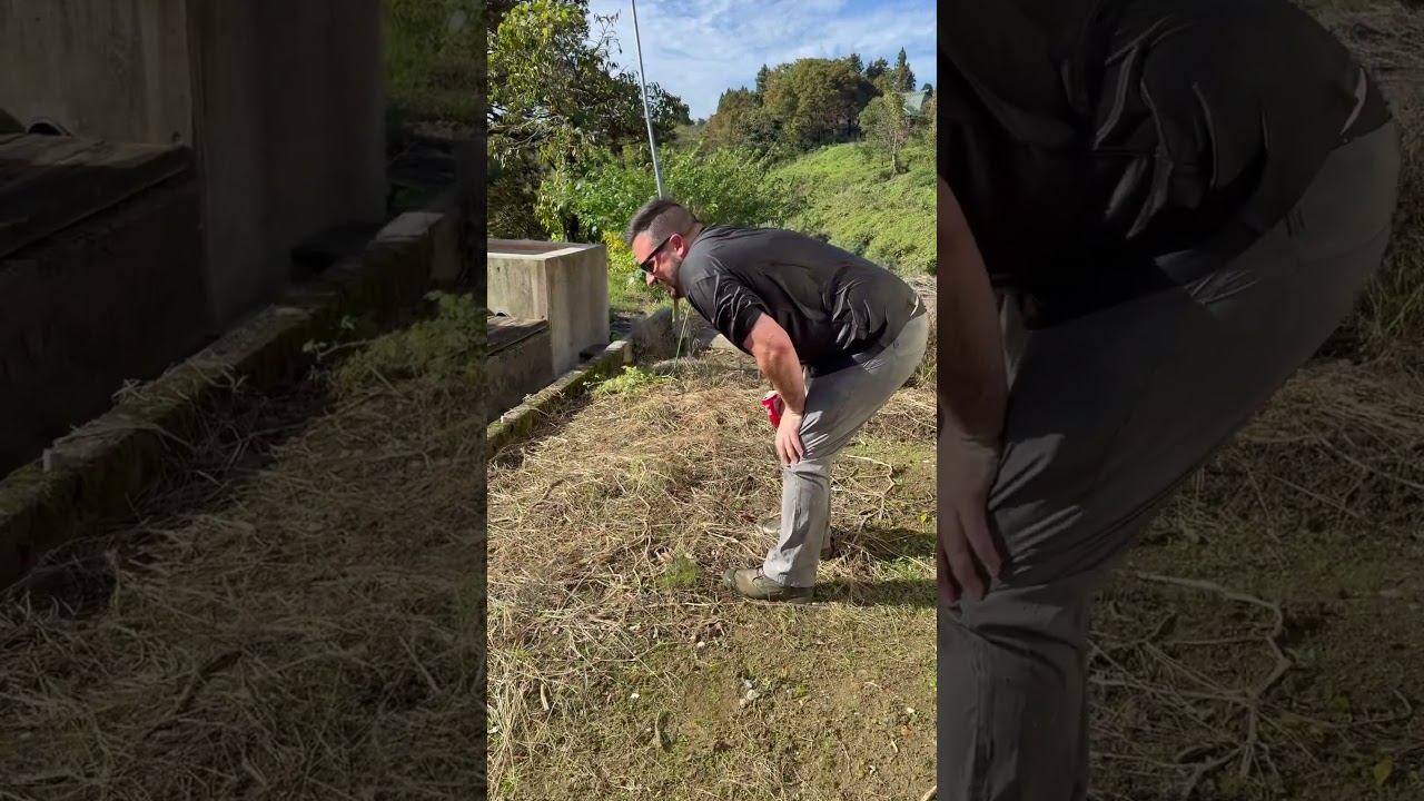 Koi Dealer falls in koi pond 😱 #koi #fish #koifish #japan #fall #ohno #japanesekoi
