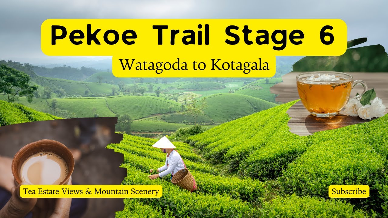 Hiking Pekoe Trail Stage 6 – Tea Estate Views & Mountain Scenery 🍃⛰️
