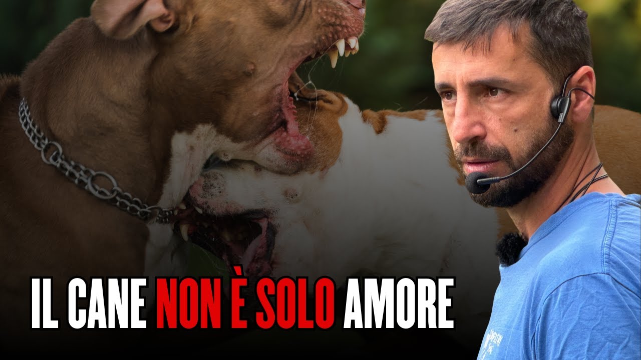 Il cane non è solo ammmmoooorrreee