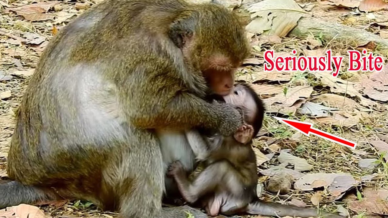OMG !! Adorable Baby Dito Cries Seizure And Loudly By Mum Dasy Seriously Attacked And Bite