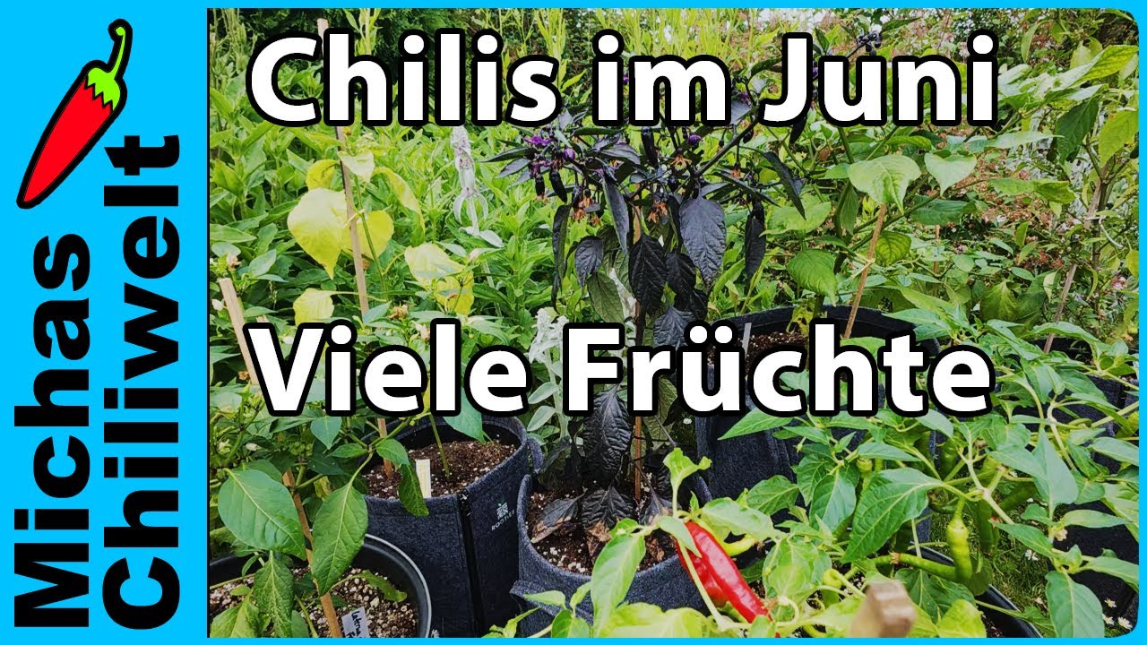 Chilis anbauen - Garten im Juni - Update