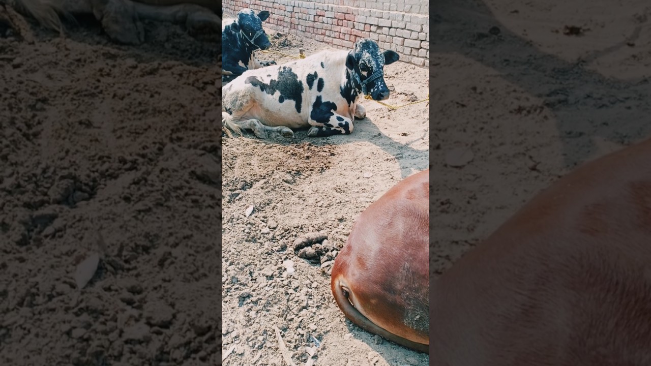 Qurbani ka bachra#qurbani #bachrafarming #bachray