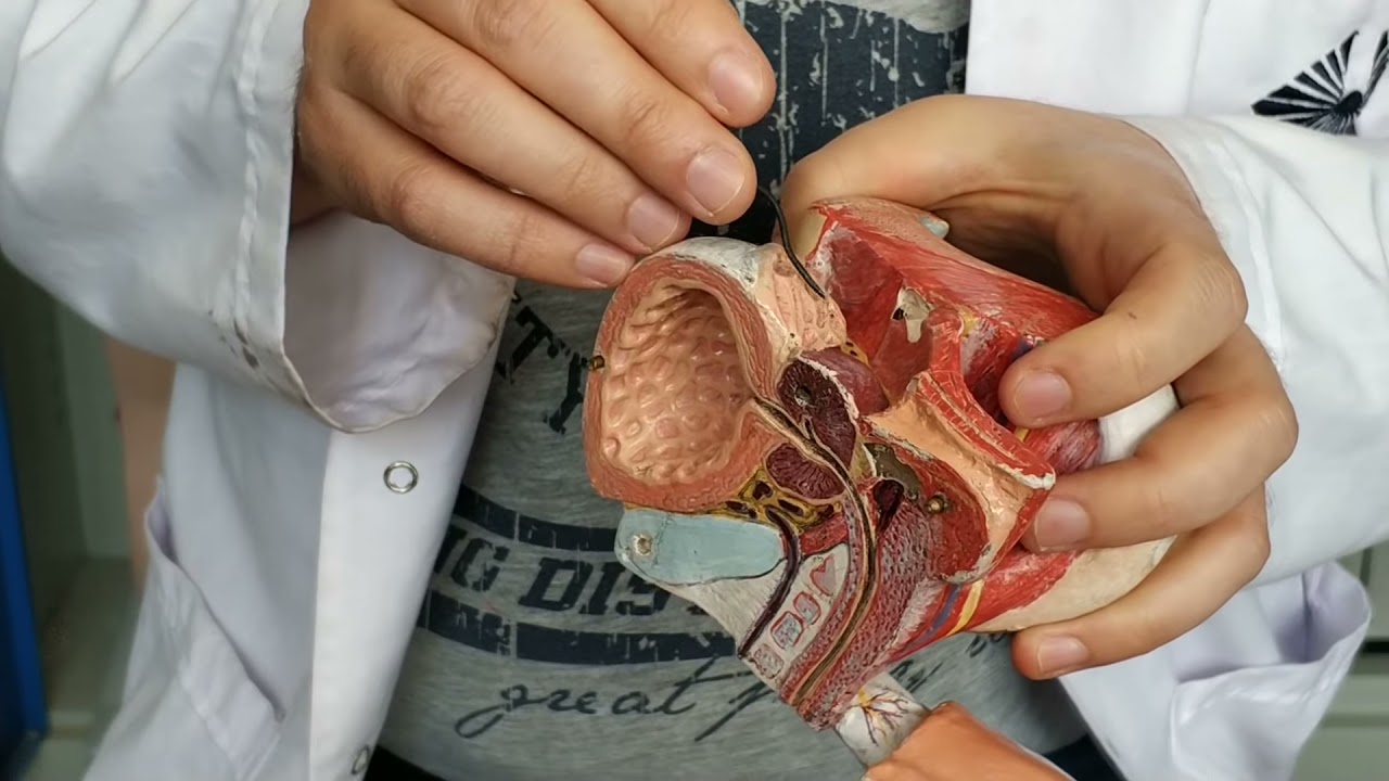 Erkek Genital Sistemi #anatomi