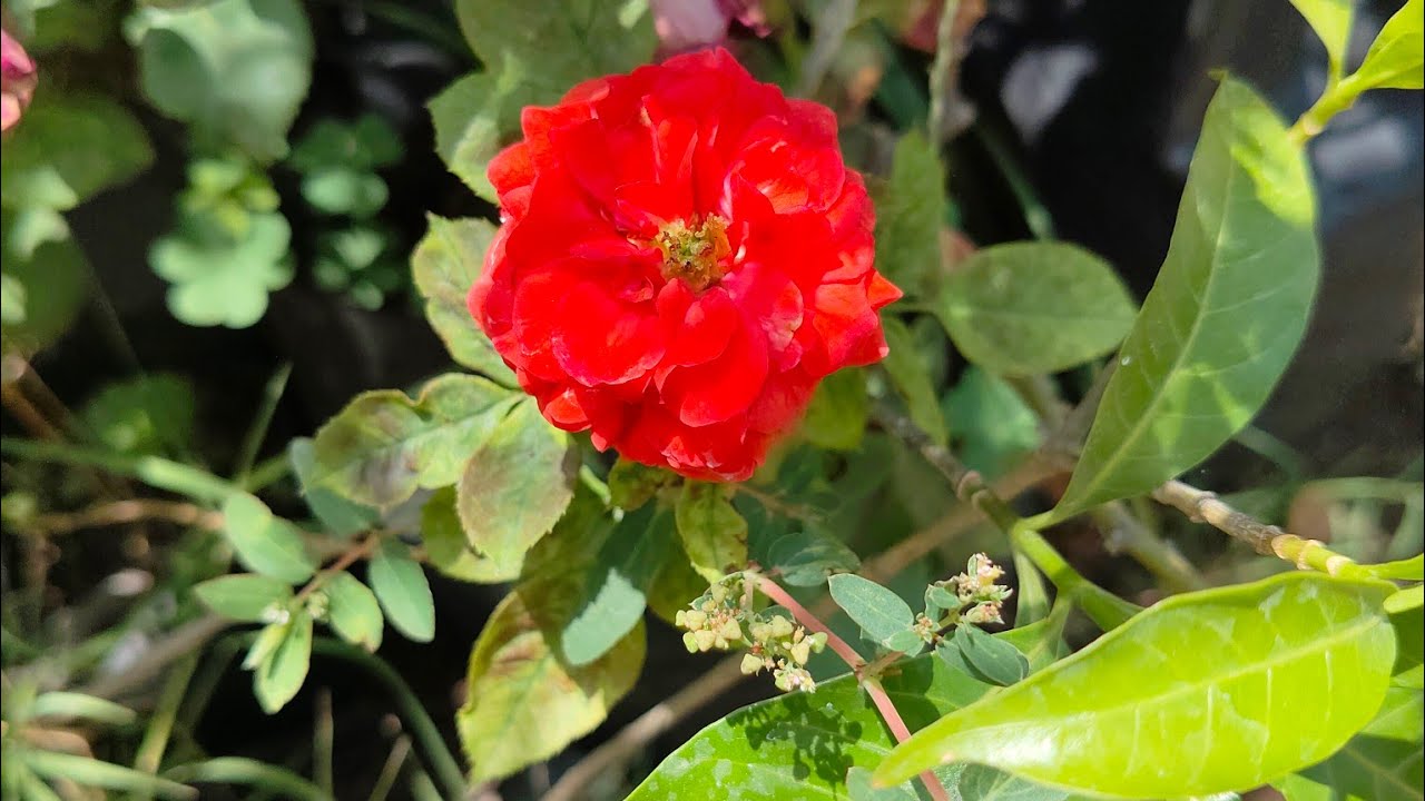 we welcome to my garden please share subscribe support 👈 support 💅💅#like #share#
