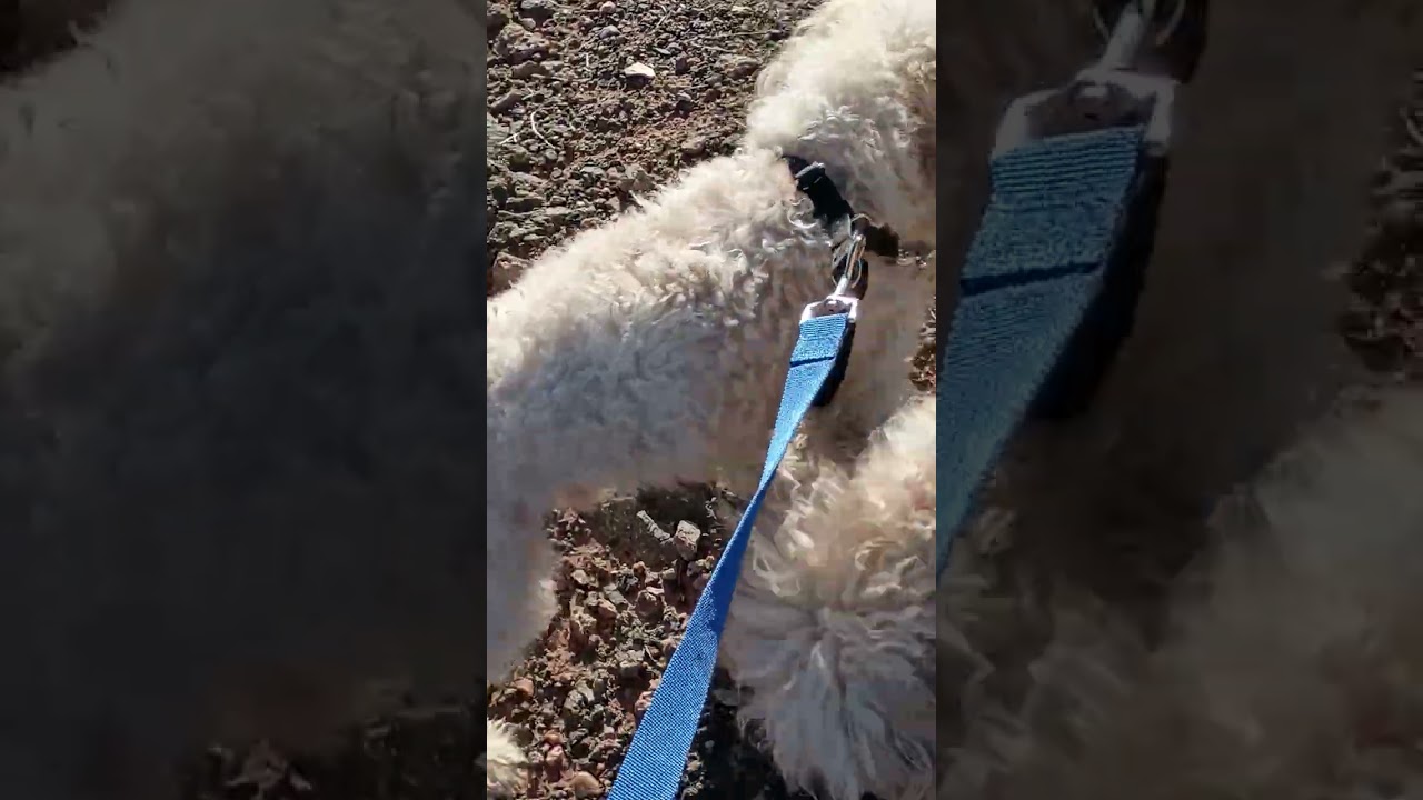 Video of Petrified Forest Trip  - 5B
