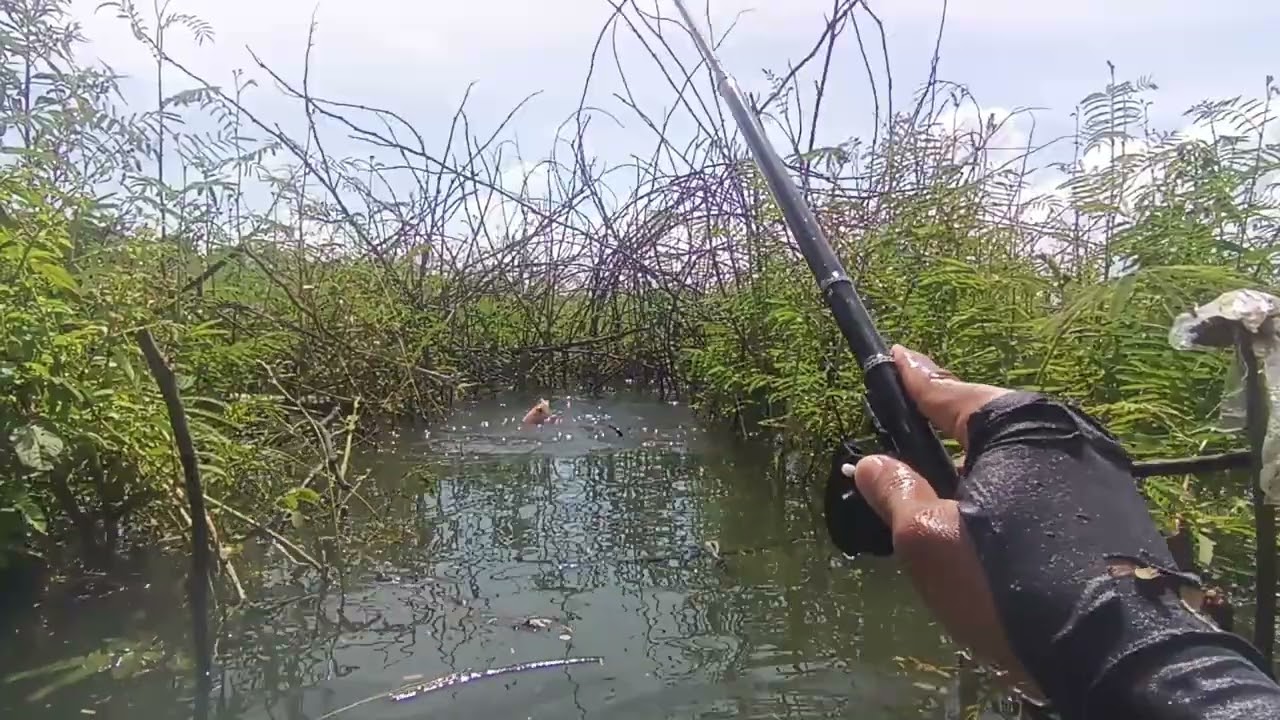 MANCING WGM SPOT GRENJENGAN, LEMPARAN PERTAMA DISAMBUT BABON MANOHARA #mancing #fishing #fish