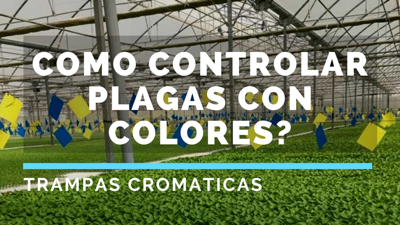 Trampas cromáticas como control de plagas.