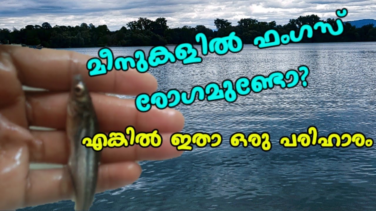 മീനുകൾക്ക് ഫംഗസ് രോഗമുണ്ടോ? എന്നാൽ100%മാറ്റി എടുക്കാം|Medicine for fish fungal infection