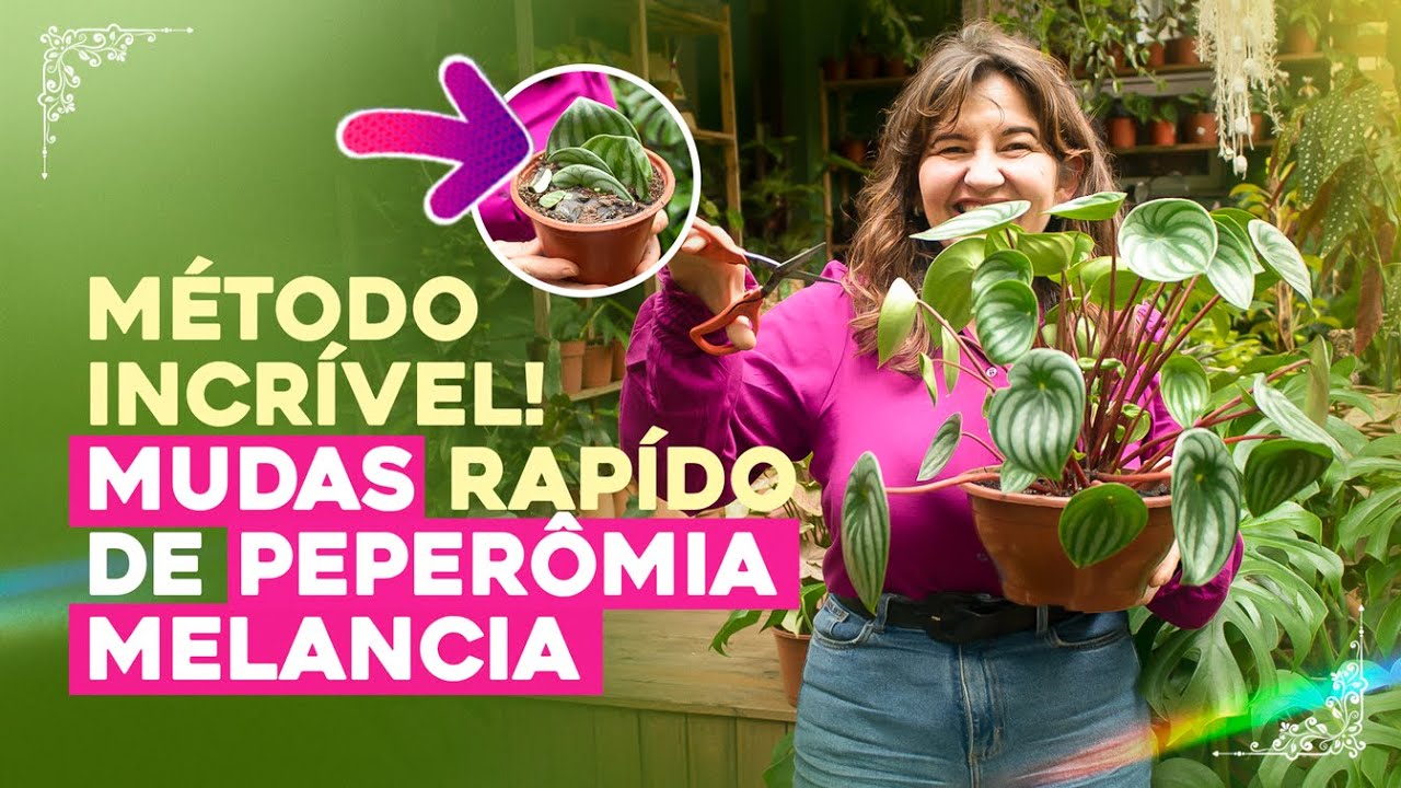 O MELHOR MÉTODO para fazer MUDAS de PEPEROMIA MELANCIA!