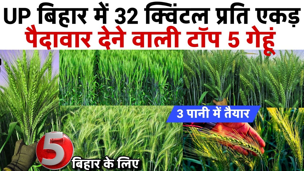 Gehun ki best variety | बिहार के लिए गेहूं की टॉप 5 बेस्ट किस्में🌾Gehu ki top5 variety Wheat variety