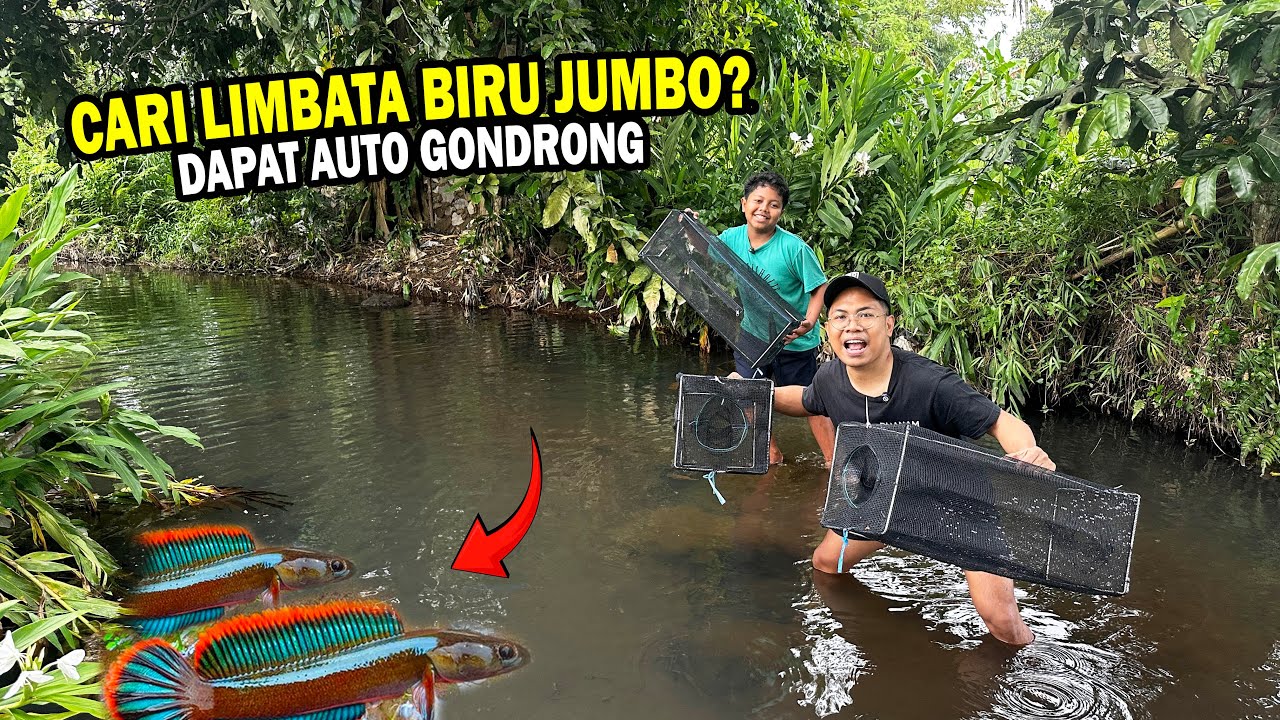 CARI LIMBATA BIRU GONDRONG JUMBO? PASANG 3 PERANGKAP JARING KOTAK DI SUNGAI