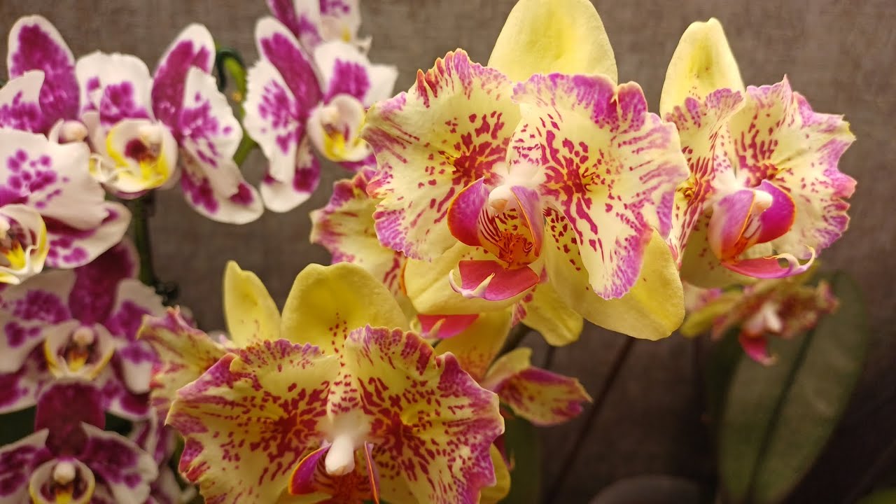 Продолжаю знакомить вас с роспусками 🌼🌺🌹💐🌸