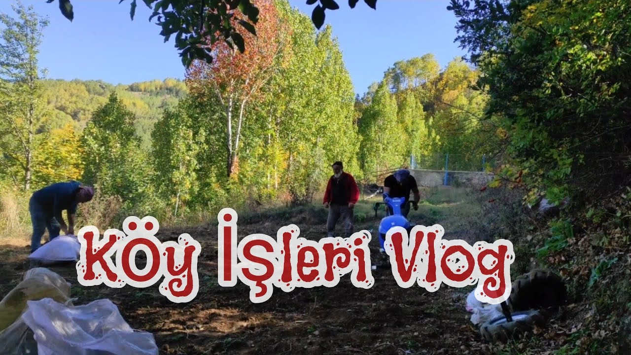 Köy İşleri - Bahçe sürme - Bahçe Temizliği - İnek Videoları