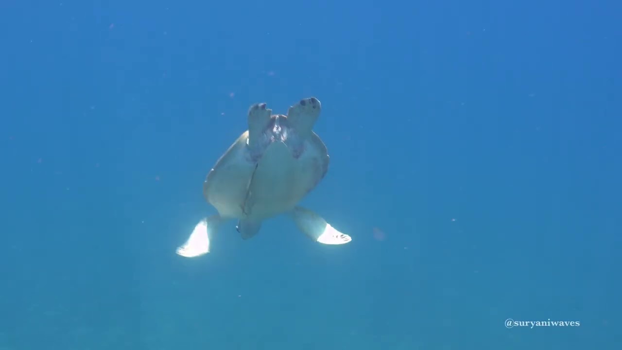 ⭐ “Green Sea Turtle – A Peaceful Encounter in Bali (4K)”