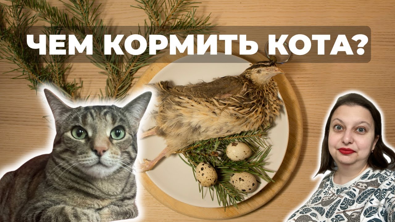 ЭТО нельзя давать котам. Но почти все дают. Чем МОЖНО кормить кота?