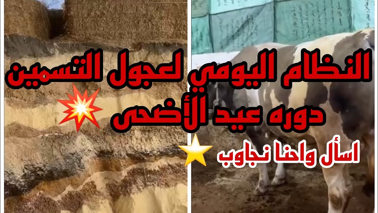 النظام اليومي لعجول التسمين عند المعلم حميد محيمر 💥دوره عيد الأضحى 🔥اسأل واحنا نجاوب ⭐️👍