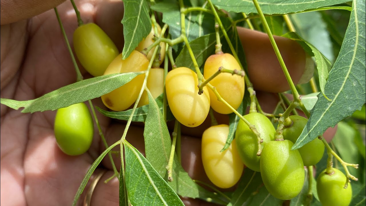 Neem fruits