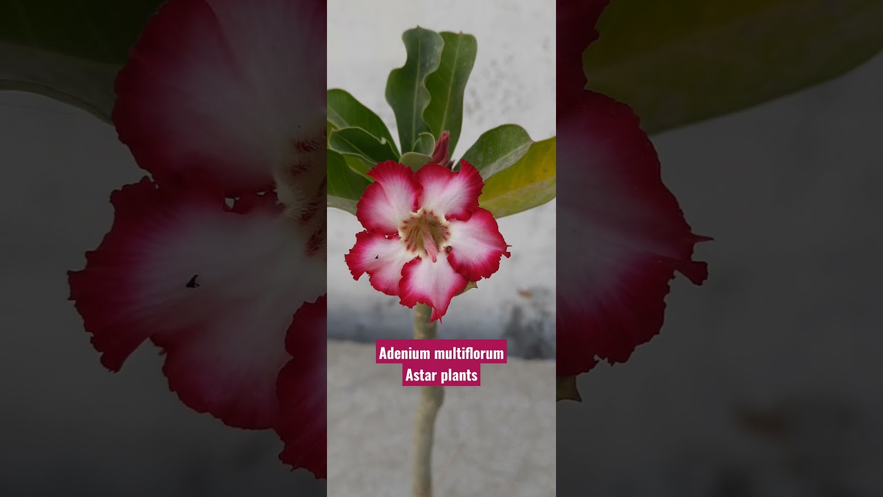 #adenium#desertrose#multiflorum#rare#14/12/2021