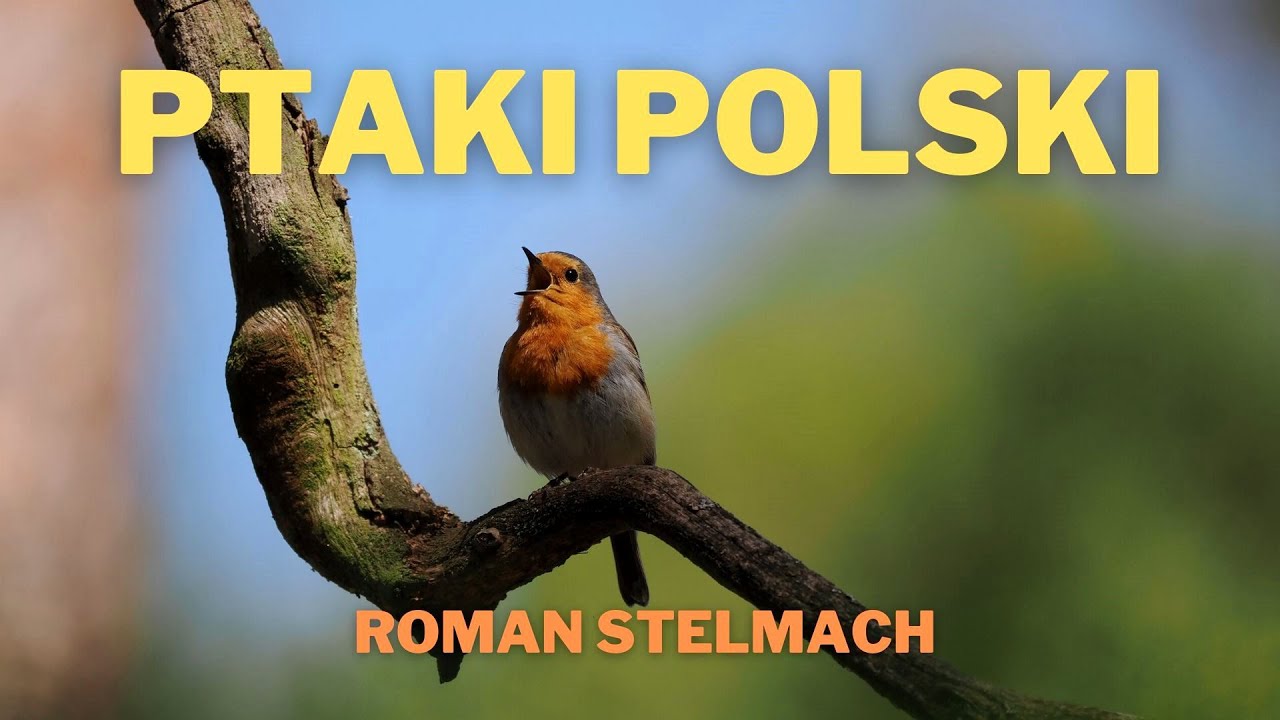 Ptaki polskie