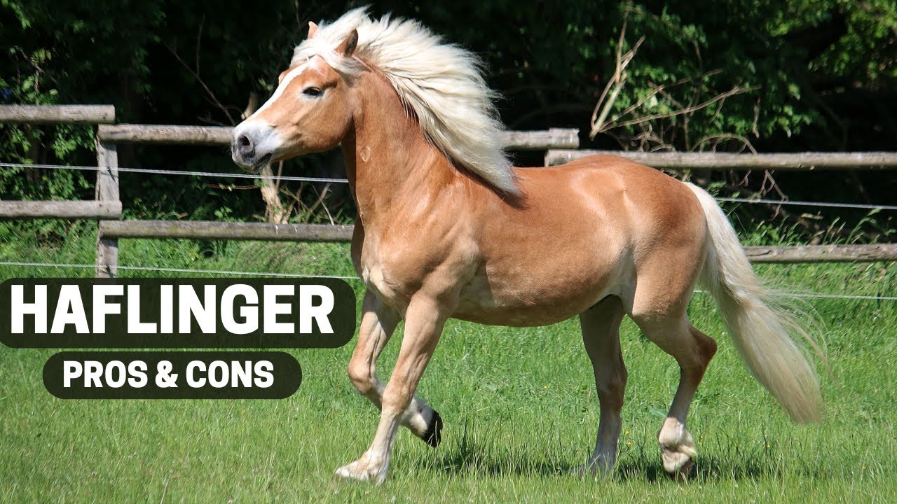 Haflinger Horse Pros and Cons - Haflinger Horse Advantages and Disadvantages