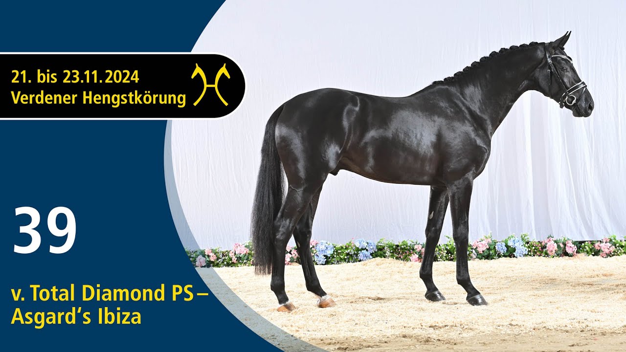 No. 39 Stallion by Total Diamond PS - Asgard's Ibiza | Verden Stallion Licensing 2024 - Nov. 22/23