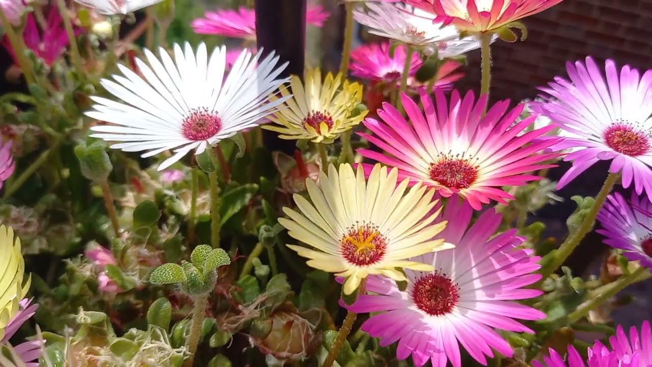 Ice plants, mesembryanthemum in UK in June 🌸🌸🌸🌸🌺🏵🏵🌼🌷🌸🌷🌷🌸🌸🌸🏵🏵🌼🌼🌼🌼