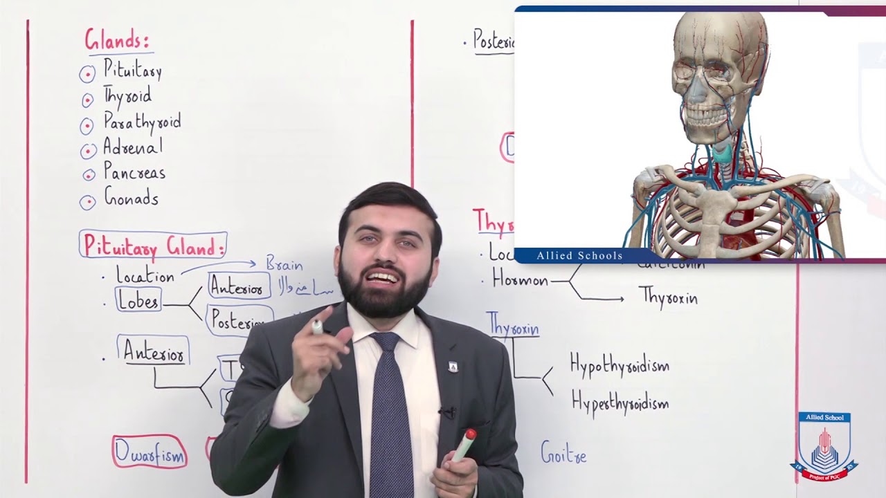 Class 10 - Biology - Chapter 12 - Lecture 10  Endocrine System - Allied Schools