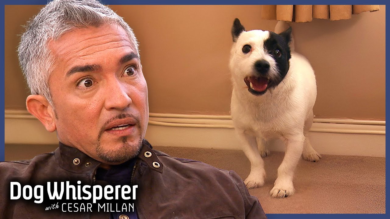 Uncontrollable Barking Dog Pushes Cesar To The Limit! | Full Episodes | Dog Whisperer