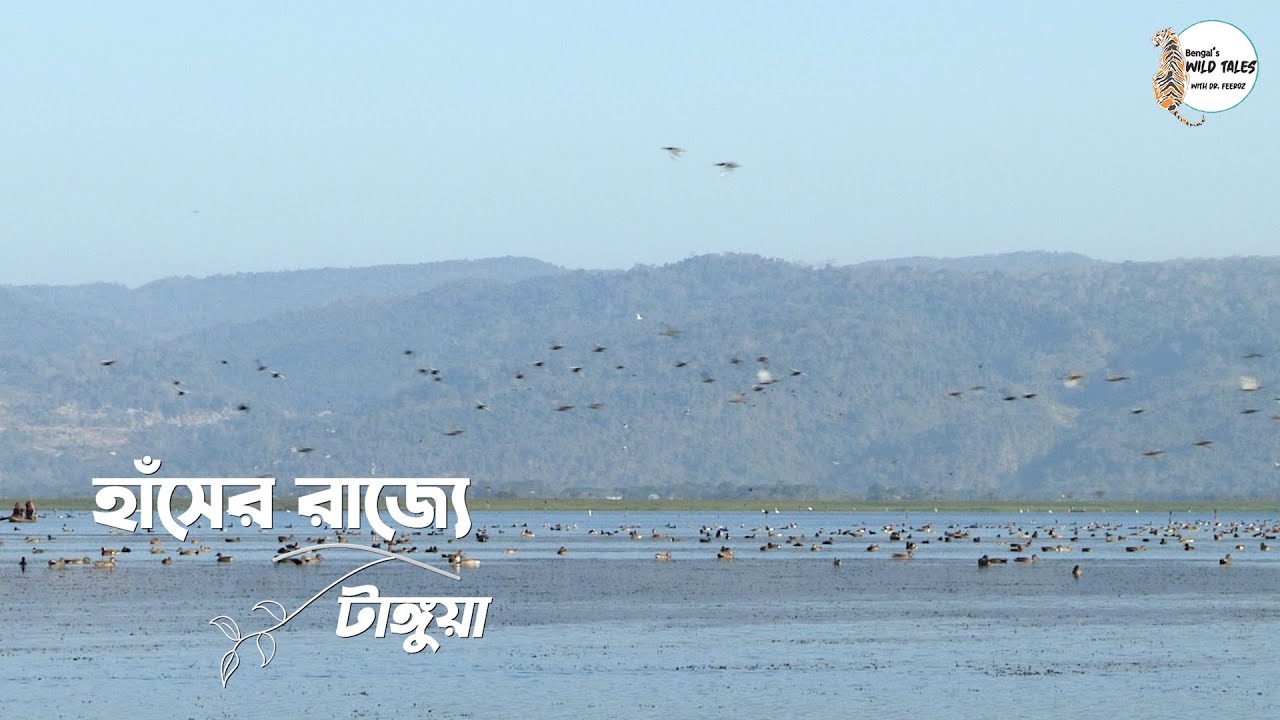 হাঁসের রাজ্যে: টাঙ্গুয়া | Ducks in Tangua Haor