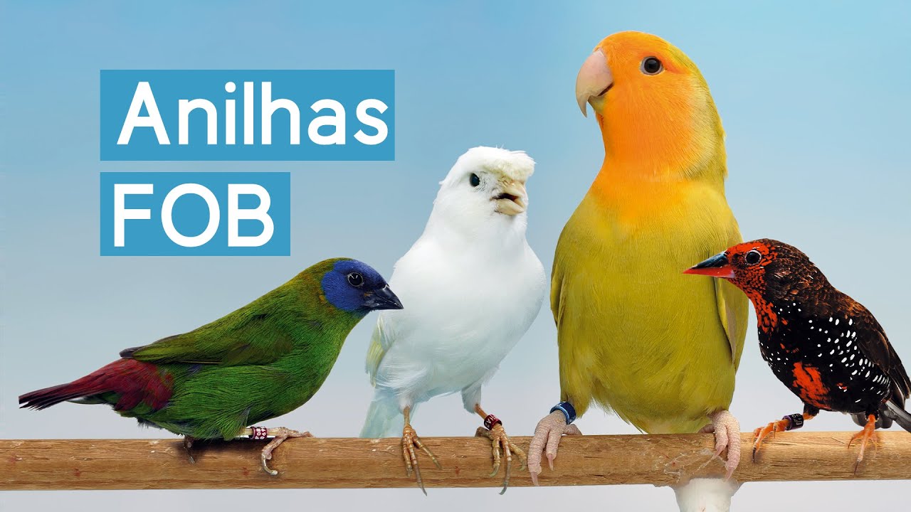 Fábrica de Anilhas FOB - conheça a fabricação de anilhas para aves ornamentais, saiba como funciona
