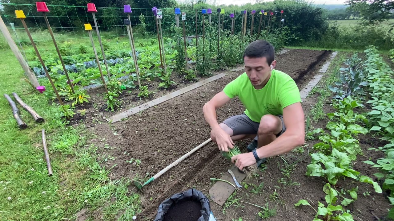 Poireaux : description, plantation, culture et conseils de pro !