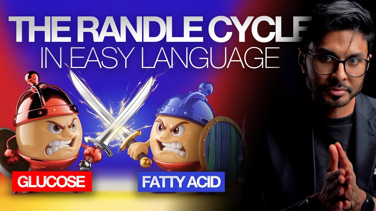 The Randle Cycle: Biochemistry Simplified & Explained In Plain English