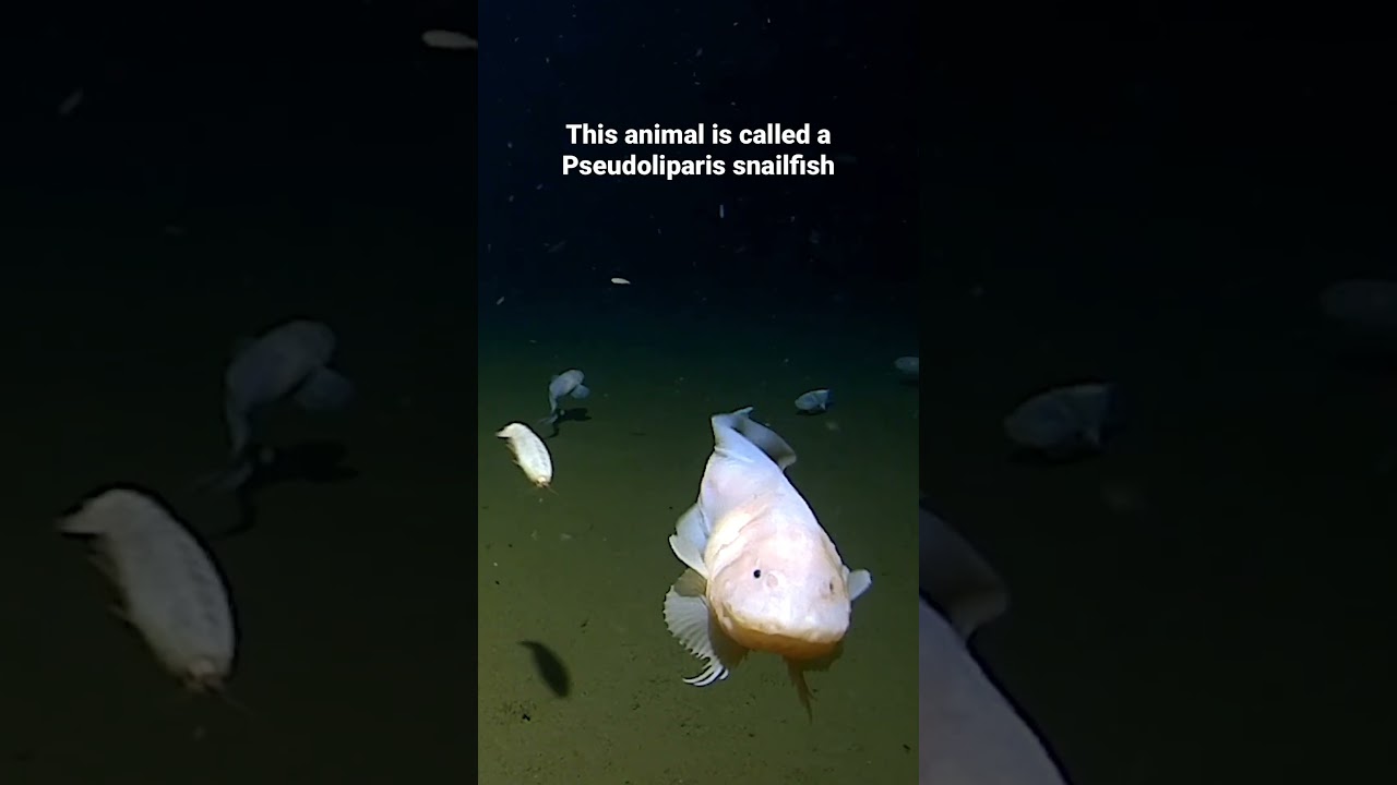 Deepest fish 🐠 8,336 metres by the Pseudoliparis snailfish