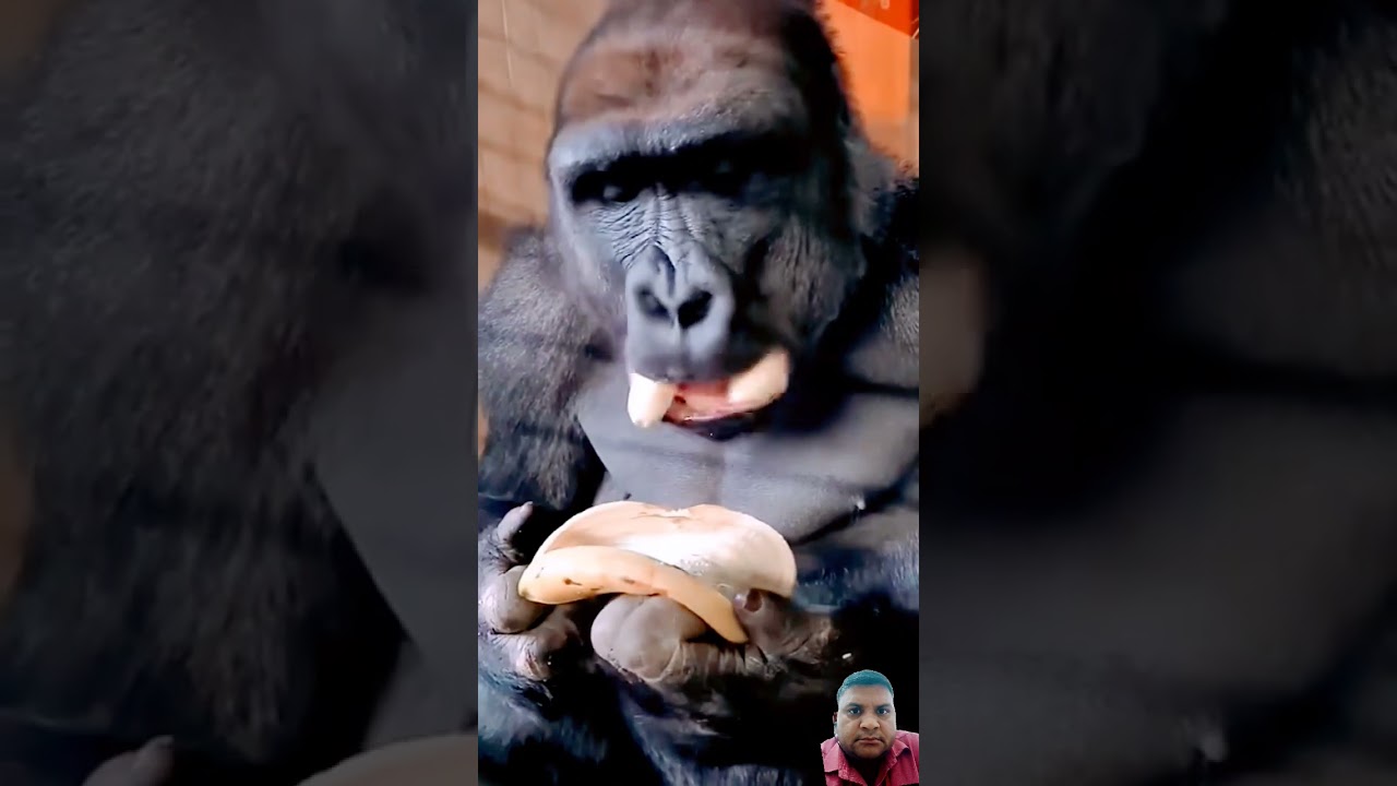 #animals #gorilla #banana #ape #monkey #eating #satisfying #tranding #asmr