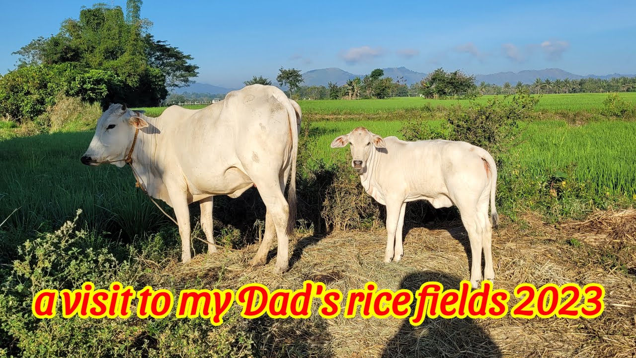 rice fields: a quick visit