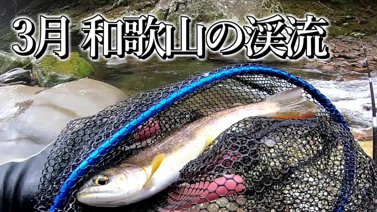 和歌山の渓流釣り　解禁直後の日置川でアマゴ釣り