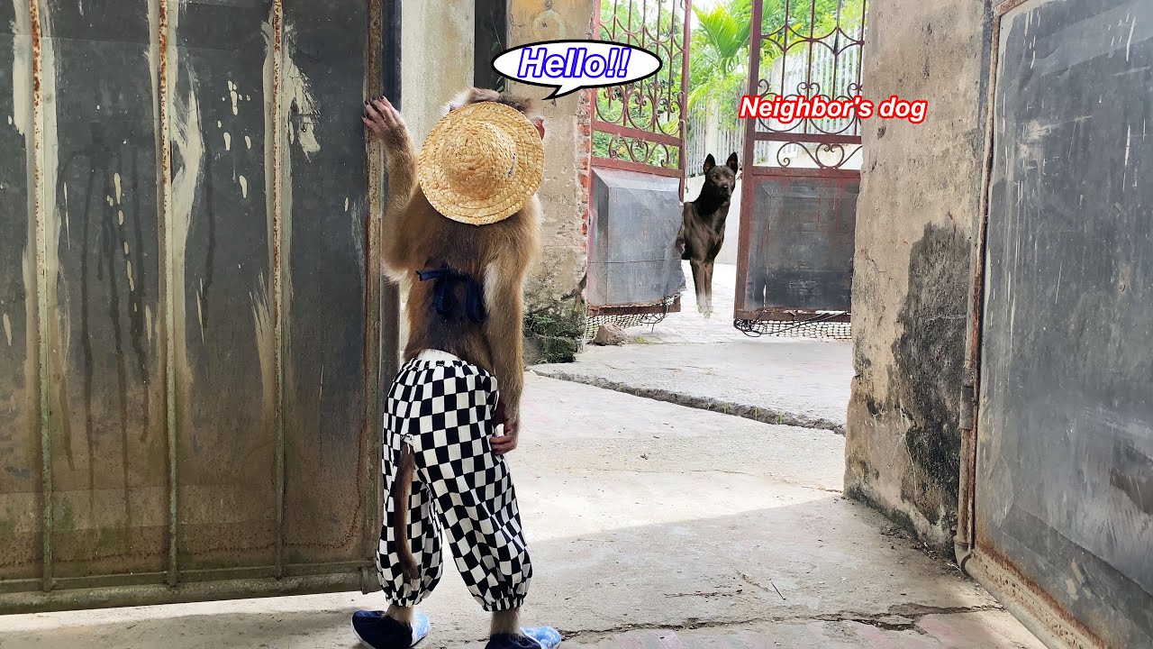 Monkey Lyly was curious and sneaked into the neighbor's house when the gate was open.