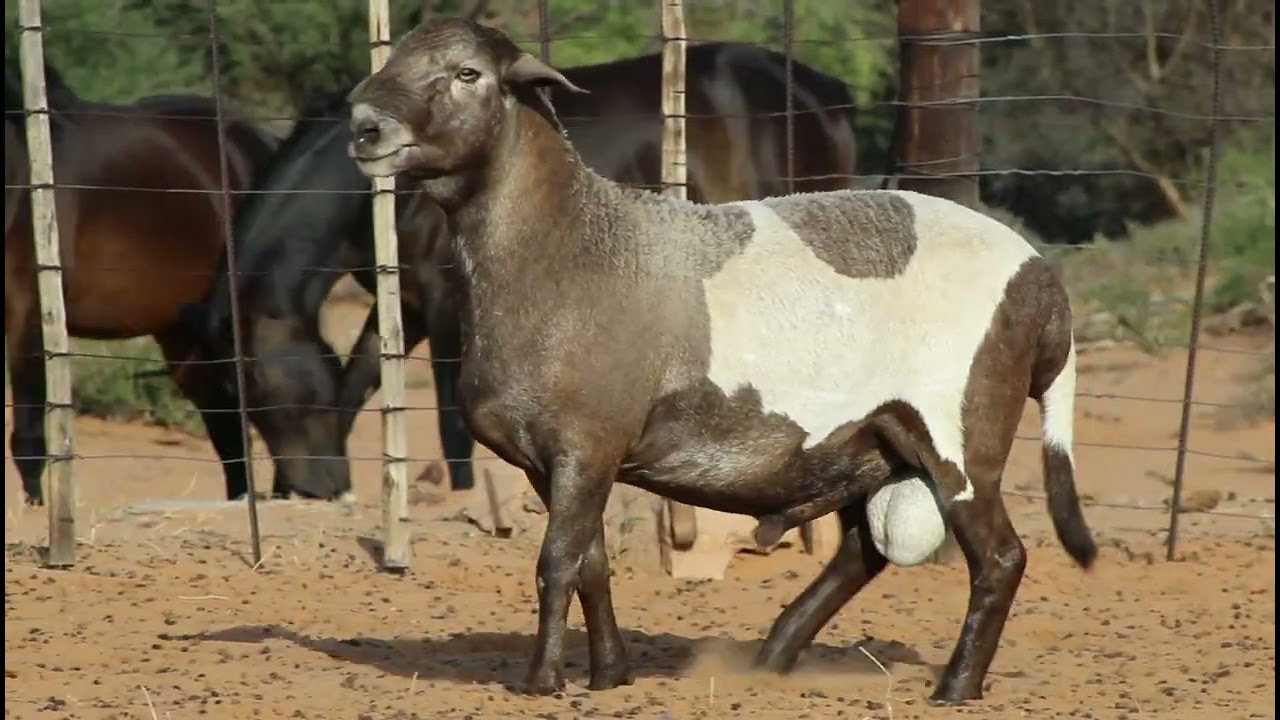 KLAARGOUD BOERDERY - Lot: 88 Ben {10JAAR}(2 Mei 2024 Upington Skougronde)