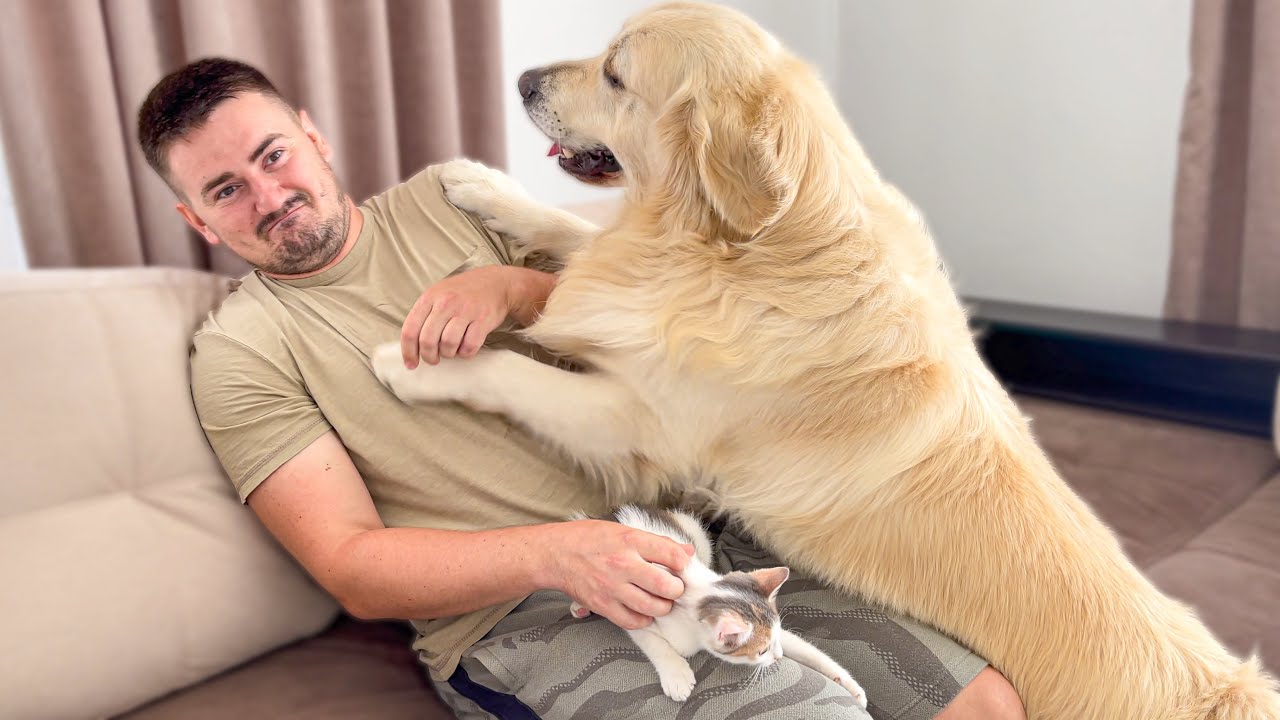 What does a Golden Retriever do when i pay attention to a Kitten