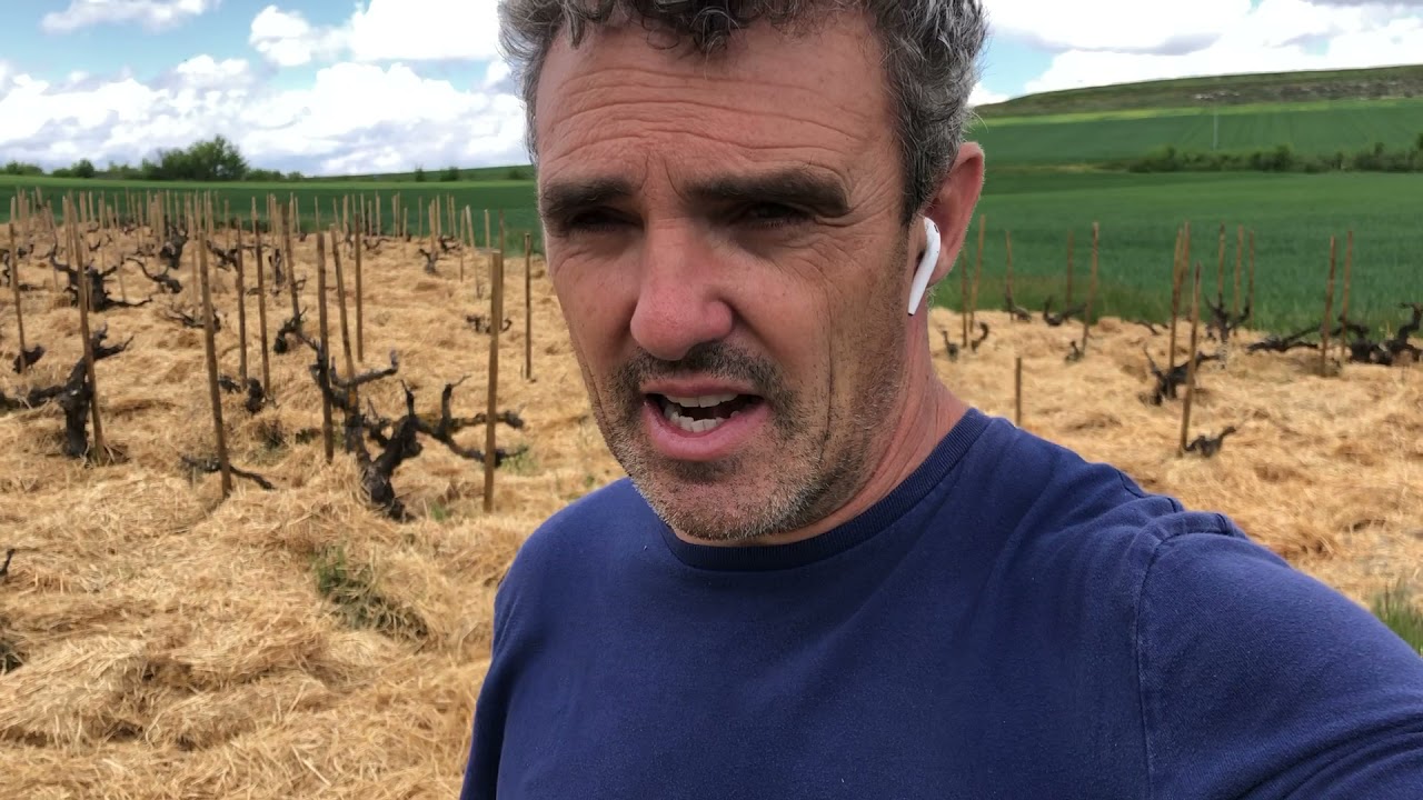 Acolchado / Mulching en viñedo. Beneficios en tres dimensiones.