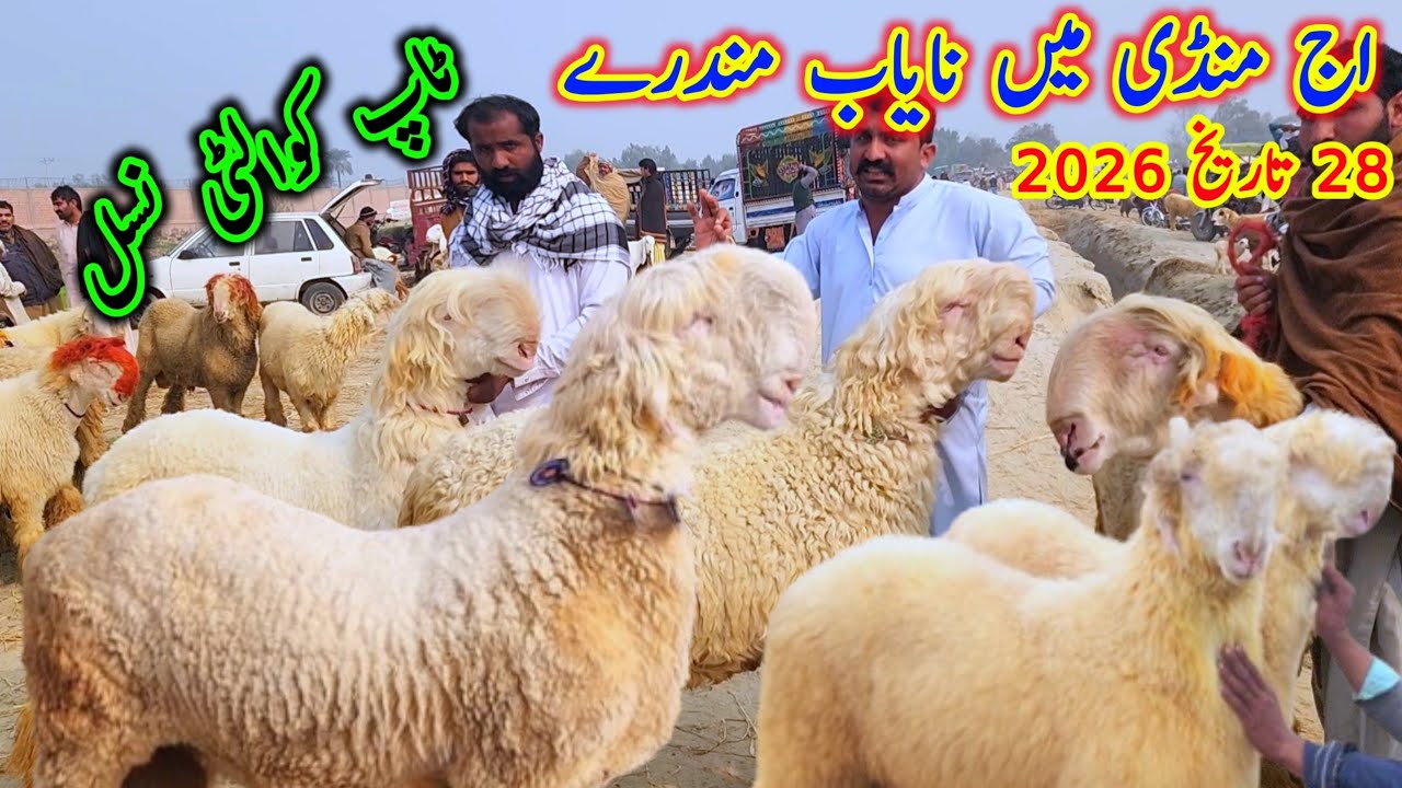 اج منڈی میں نایاب نسل کے مندرے بڑے ہیوی مندرے بزنس والے مندرے Malik imran goat farm 28 January 2026
