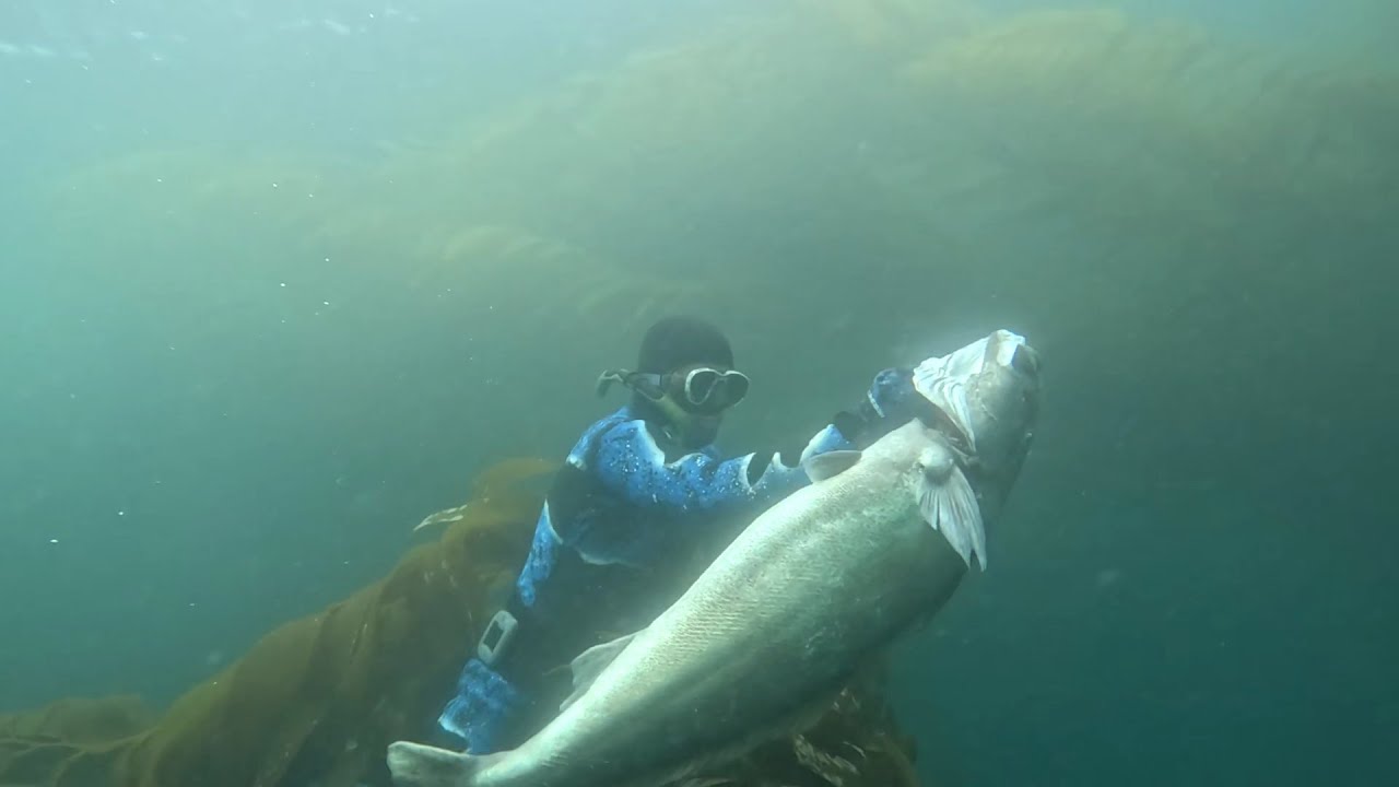 Spearfishing White Sea Bass In California